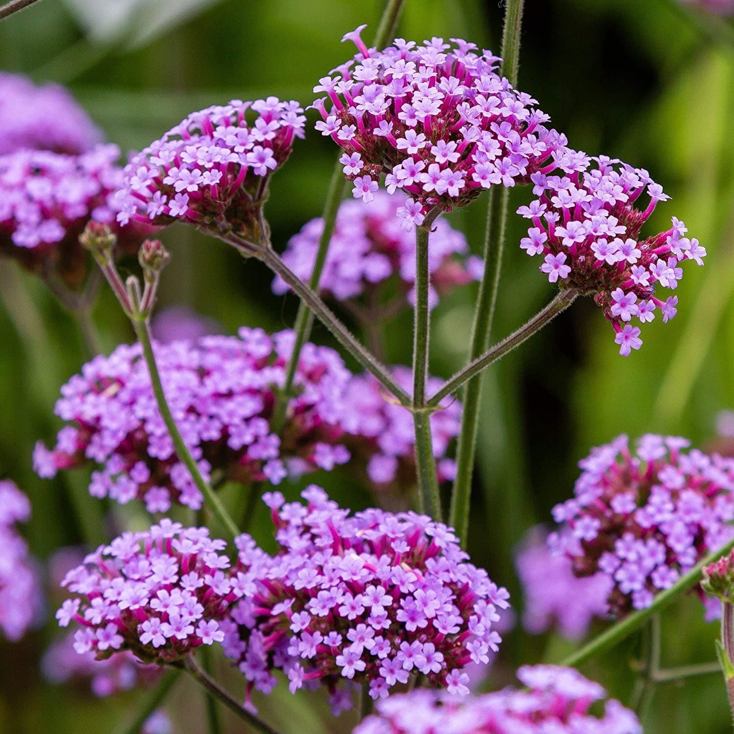 Purple Vervain Flower Seeds for Garden Planting ƒ?? Heirloom, Non-GMO Pollinator-Friendly Blooms for planting in your garden.