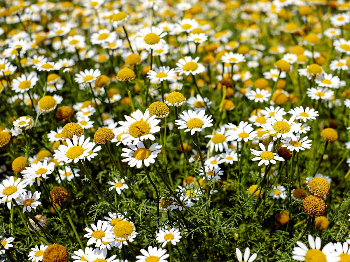 Chamaemelum Flower Seeds for Planting, 100 pcs seeds for planting in home garden