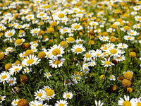 Chamaemelum Flower Seeds for Planting, 100 pcs seeds for planting in home garden