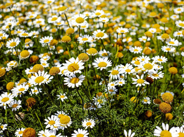 Chamaemelum Flower Seeds for Planting, 100 pcs seeds for planting in home garden