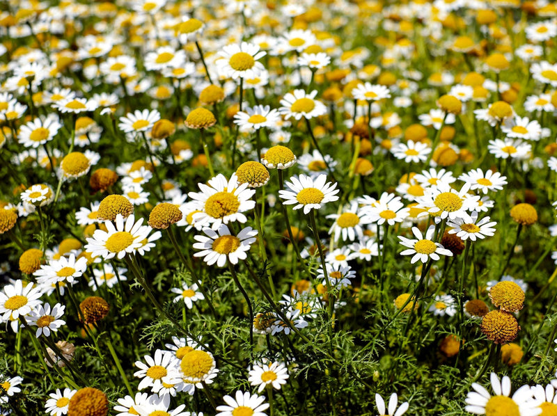Chamaemelum Flower Seeds for Planting, 100 pcs seeds for planting in home garden