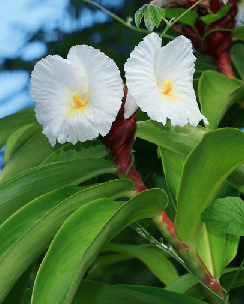 Heirloom Non-GMO Costus Barbatus Flower Seeds for Planting – Tropical Spiral Ginger Blooms