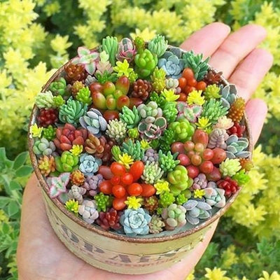 100 Pcs