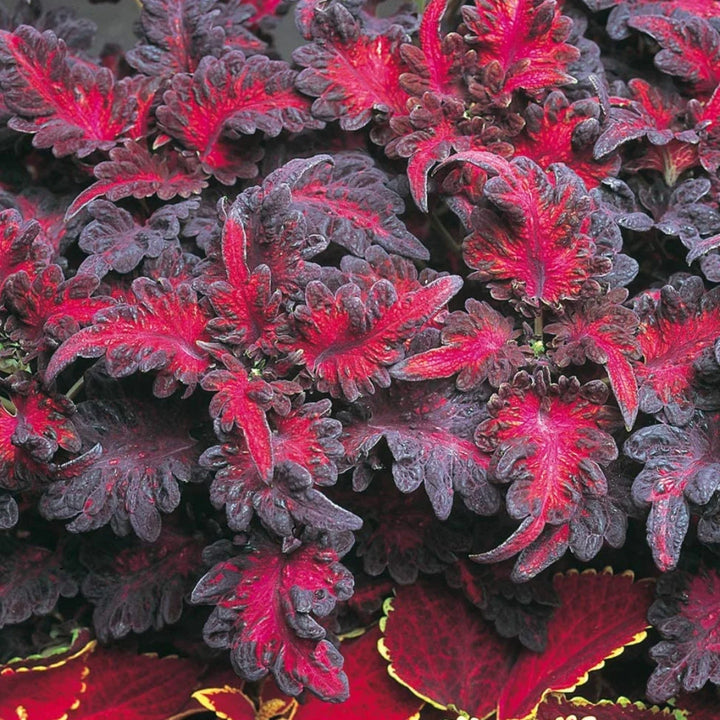 Black Dragon Coleus Flower Seeds for Planting - NON GMO Seeds