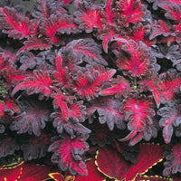 Black Dragon Coleus Flower Seeds for Planting - NON GMO Seeds