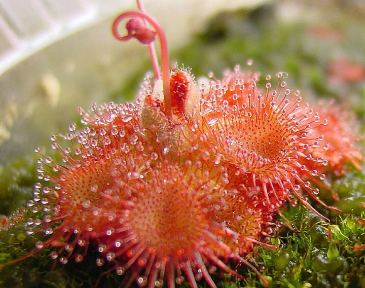 Heirloom Non-GMO Pink Sundew Flower Seeds for Garden Planting ƒ?? Carnivorous Ornamental Blooms