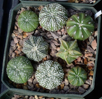 Heirloom Non-GMO Succulent Bonsai Plant Seeds for Planting