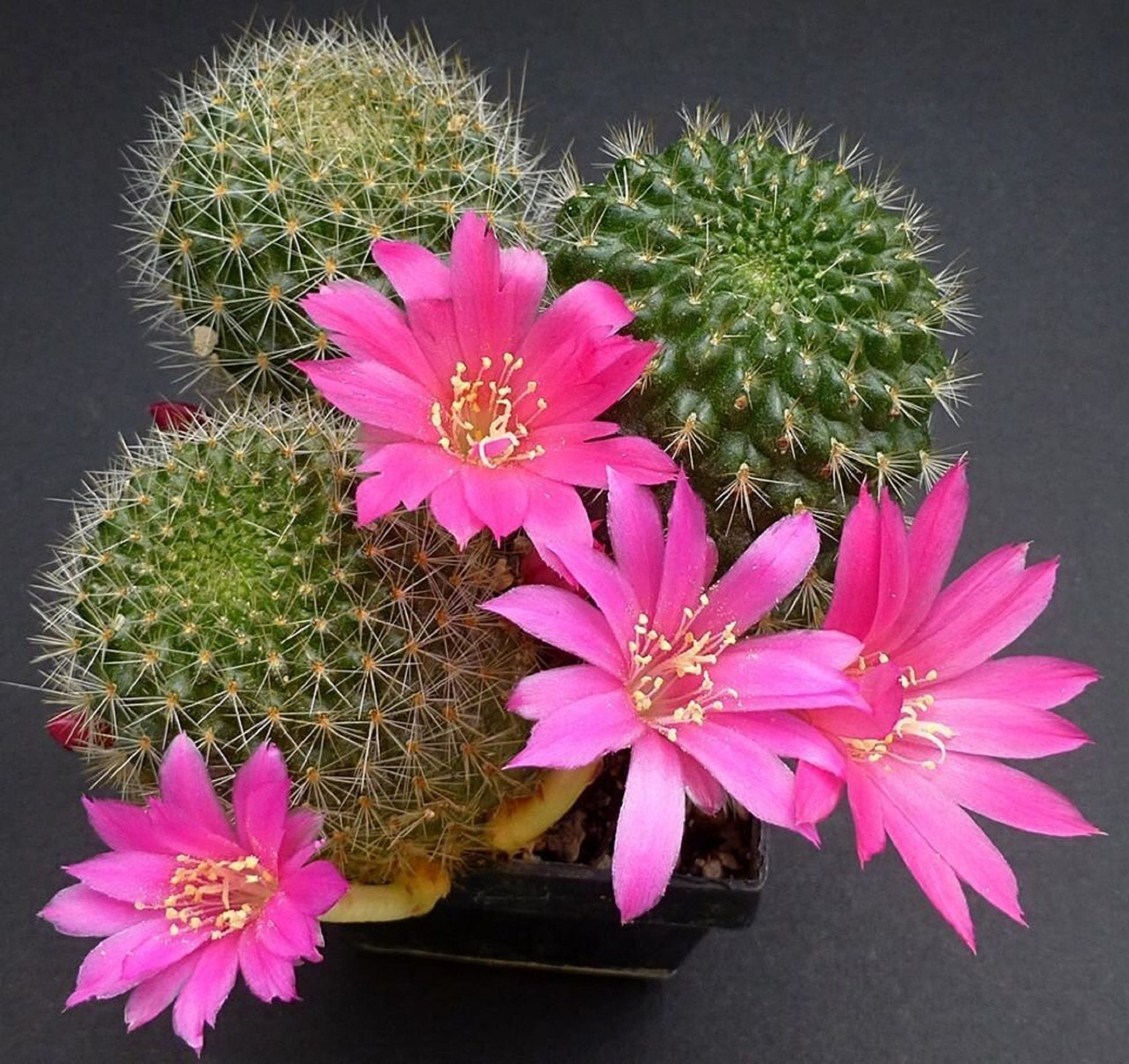 Heirloom Non-GMO Pink Rebutia Violaciflora Flower Seeds for Planting ƒ?? Rare Cactus Blooming Seeds for planting in your garden.