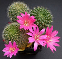 Heirloom Non-GMO Pink Rebutia Violaciflora Flower Seeds for Planting ƒ?? Rare Cactus Blooming Seeds for planting in your garden.