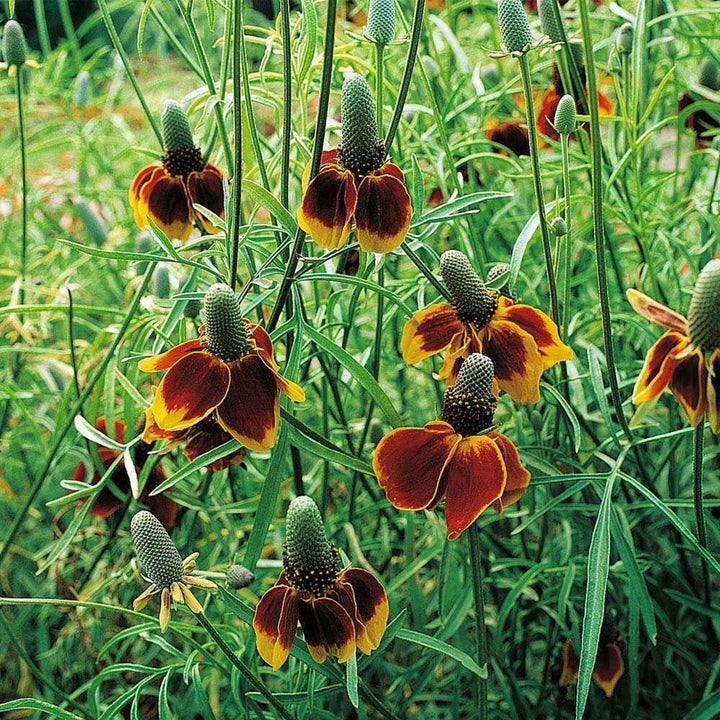 Heirloom Non-GMO Ratibida Flower Seeds for Planting – Hardy Native Wildflower Blooms