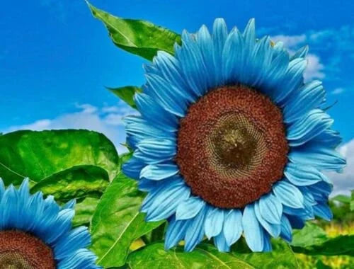 Heirloom Sky Blue Sunflower Seeds for Planting – Non-GMO, Rare Flower Seeds for Home Garden