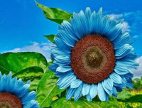 Heirloom Sky Blue Sunflower Seeds for Planting – Non-GMO, Rare Flower Seeds for Home Garden