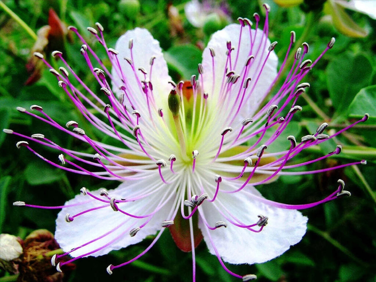 Capers Flower Seeds Heirloom Non GMO Planting - 100 pcs