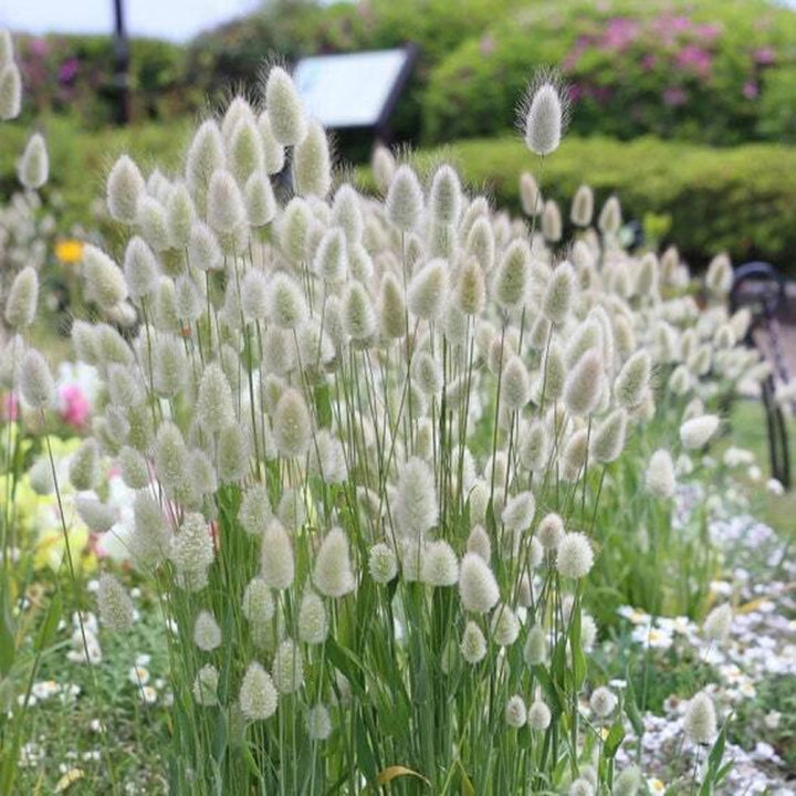 Heirloom Non-GMO Lagurus Ovatus Flower Seeds for Planting ? Bunny Tail Grass Ornamental Blooms