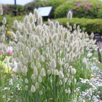 Heirloom Non-GMO Lagurus Ovatus Flower Seeds for Planting ? Bunny Tail Grass Ornamental Blooms