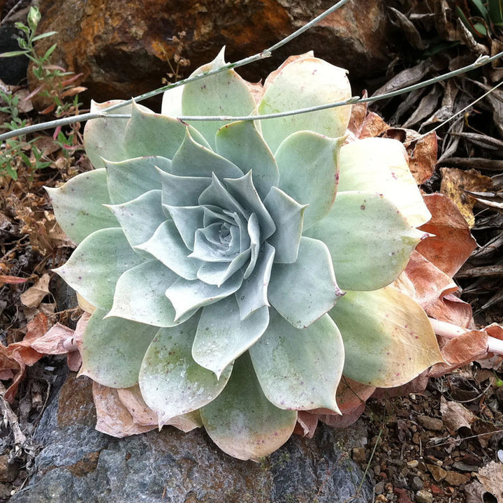 Green Dudleya Plant Seeds for Planting - 100 Pcs pcs