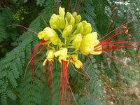 Caesalpinia Gilliesii Flower Seeds â€“ Heirloom, Non-GMO Seeds for Planting Exotic Blooms