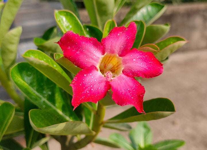 Adenium Obesum Flower Seeds ƒ?? Heirloom Non-GMO Desert Rose Seeds for Colorful Garden Pots