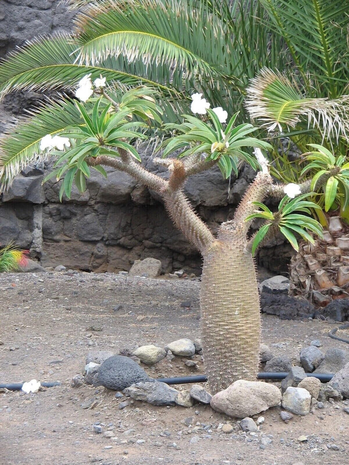 White Pachypodium Lamerei Plant Seeds for Planting, 100 pcs