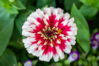 White Pink Zinnia Flower Seeds for Planting â€“ Non-GMO, Heirloom, Vibrant Garden Blooms