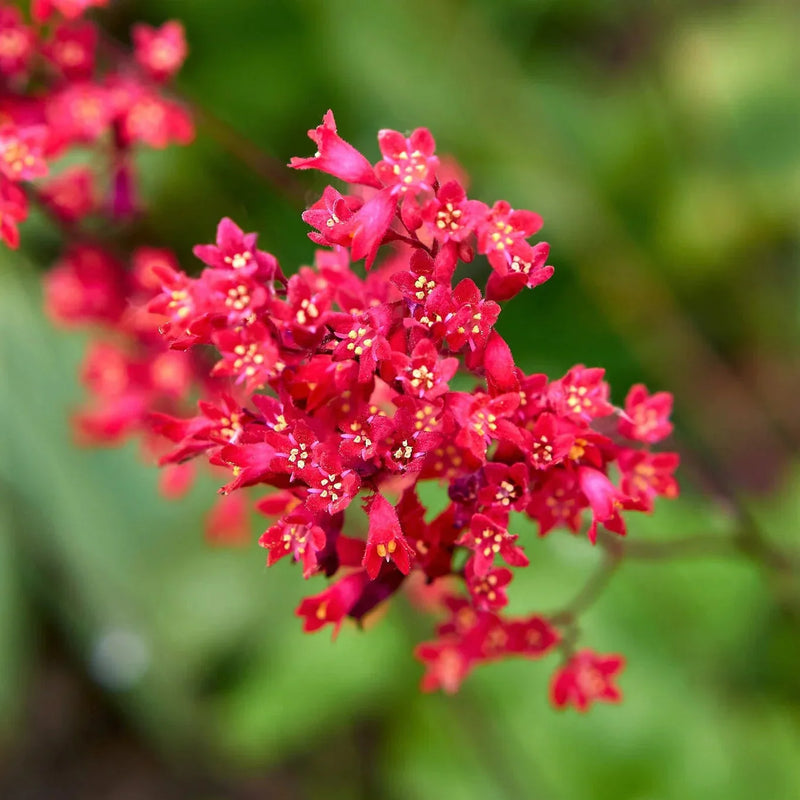Heirloom Non-GMO Coral Bells Flower Seeds for Planting – Colorful Foliage and Blooms for Shade Gardens