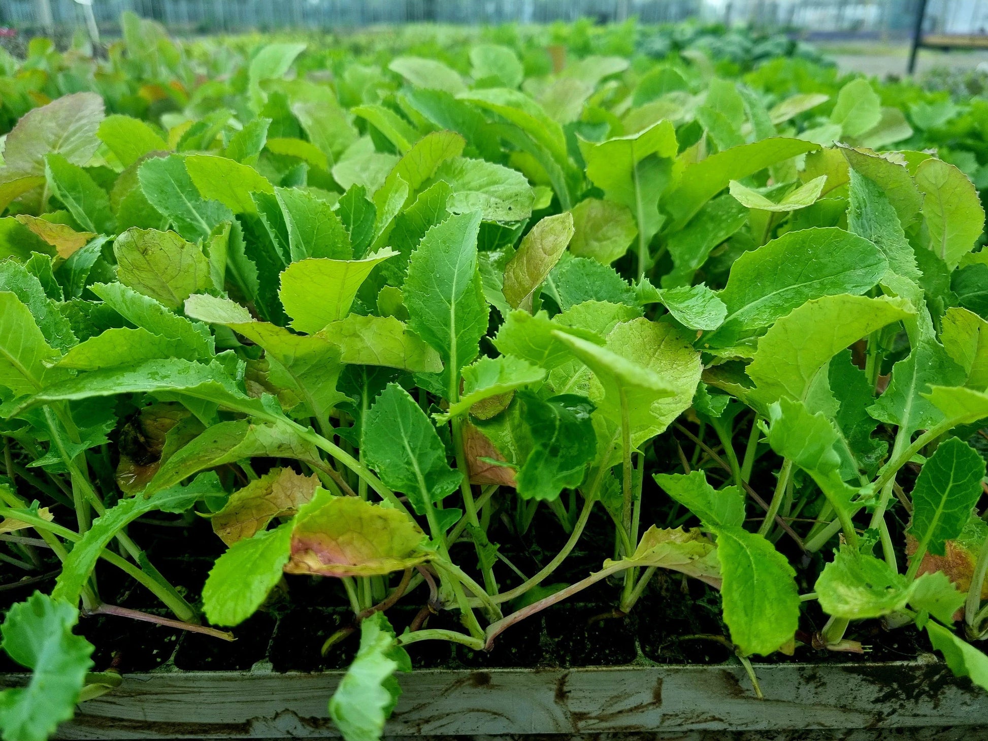 Healthy swede plug plants ready for transplanting into a vegetable garden.

