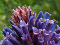 Blue Puya Venusta Heirloom Non-GMO Plant Seeds – Exotic Flower Seeds for Garden Planting