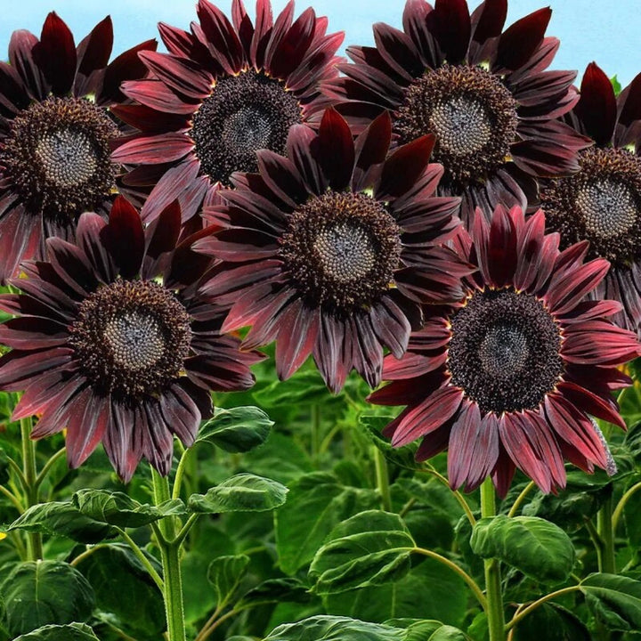 Heirloom Non-GMO Cherry Sunflower Seeds for Planting – Bold Red Garden Blooms