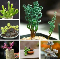 Heirloom Non-GMO Spiralis Plant Seeds for Planting – Twisting Ornamental Foliage for Unique Garden Displays