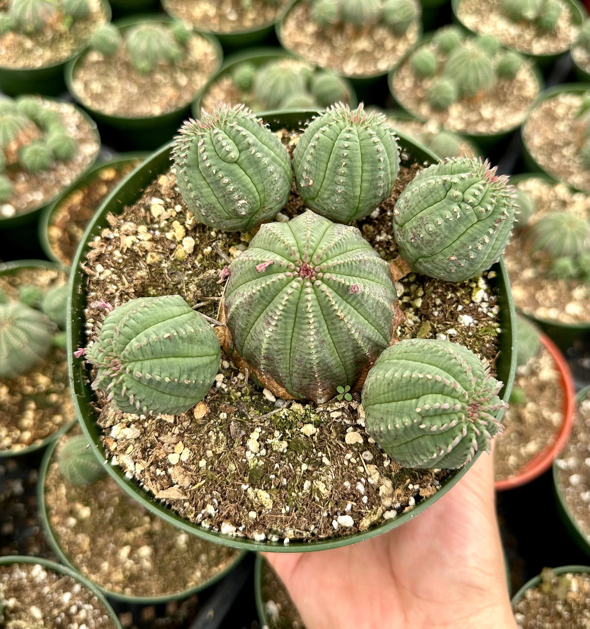 Heirloom Euphorbia Obesa Succulent Seeds for Planting, Non-GMO