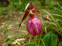 Pink Cypripedium Acaule Flower Seeds for Planting - NON GMO Seeds