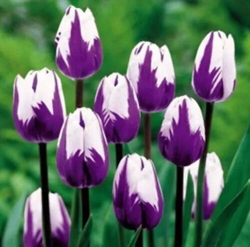 White Purple Flower Seeds for Planting â€“ Heirloom, Non-GMO, Vibrant Garden Blooms