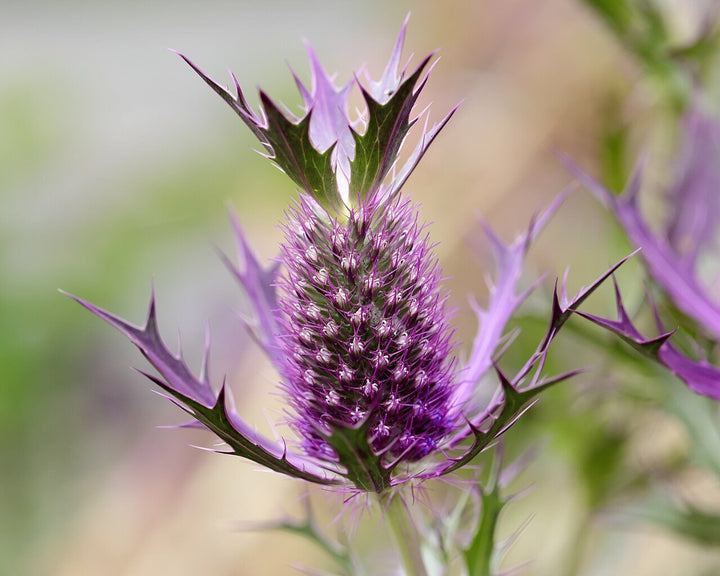 Purple Eryngo Flower Seeds for Planting 100 pcs