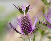 Purple Eryngo Flower Seeds for Planting 100 pcs