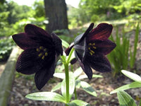 Chocolate Lilly Flower Seeds for Planting - 100 pcs