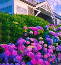 Blue,Pink,Purple Hydrangea Flower Seeds for Planting, NON GMO Seeds