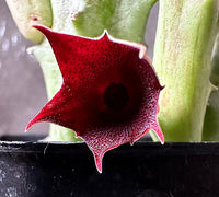 Huernia Keniensis Flower Seeds for Planting, NON GMO Seeds