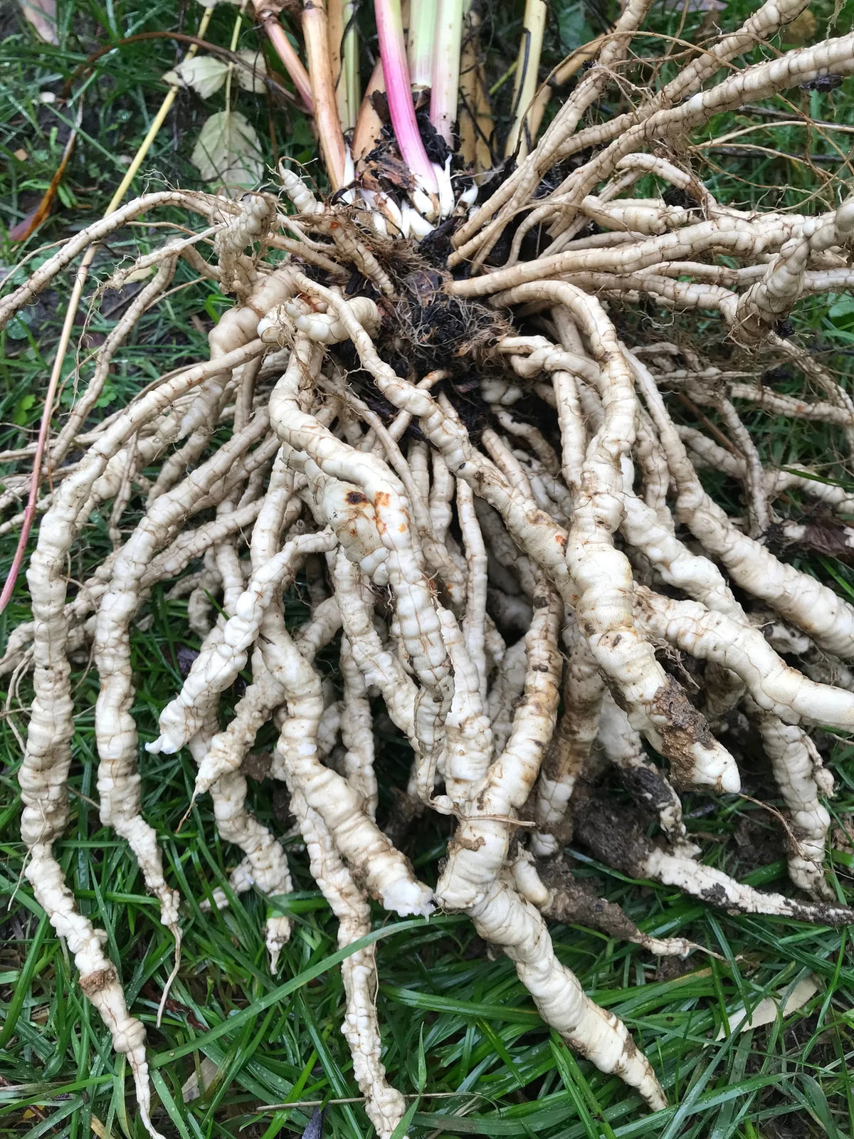 Heirloom White Skirret plant with healthy leaves ready for seasonal harvest.
