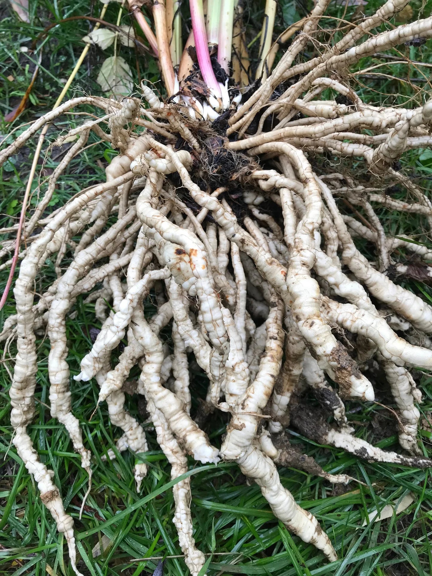 Heirloom White Skirret plant with healthy leaves ready for seasonal harvest.
