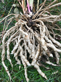 Heirloom White Skirret plant with healthy leaves ready for seasonal harvest.
