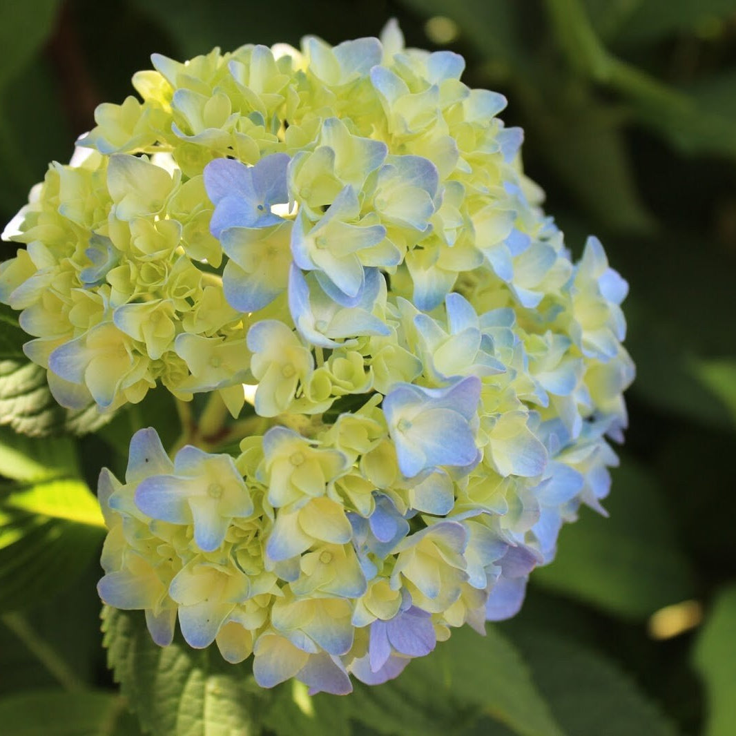 Blue (Blue scientific name) for planting in garden