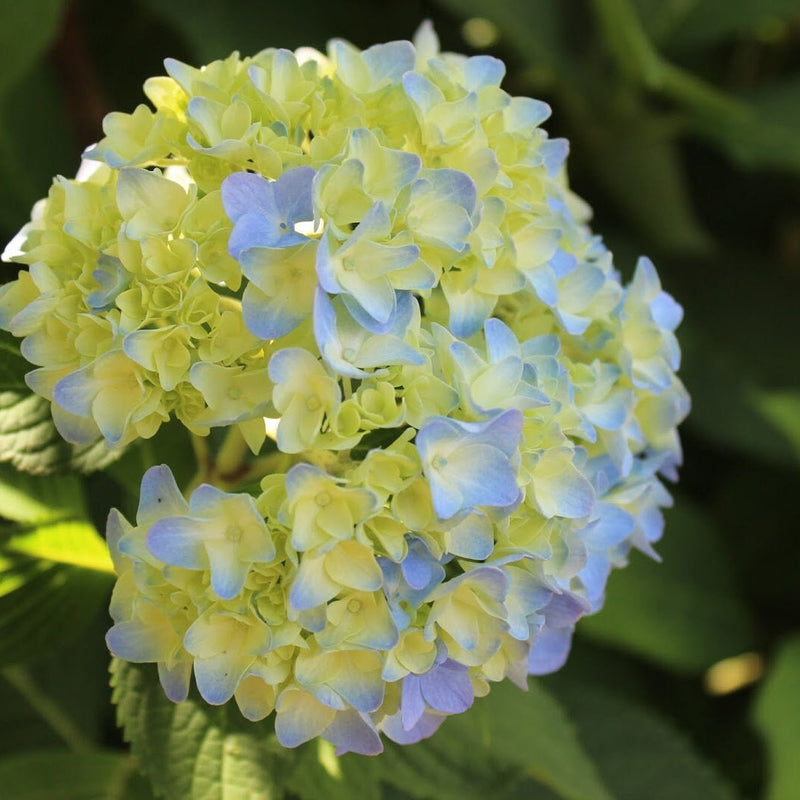 Blue (Blue scientific name) for planting in garden