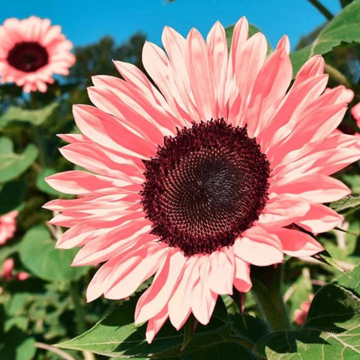 Baby Pink Sunflower Seeds for Planting â€“ Rare, Beautiful Blooms for Your Garden