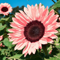 Baby Pink Sunflower Seeds for Planting â€“ Rare, Beautiful Blooms for Your Garden