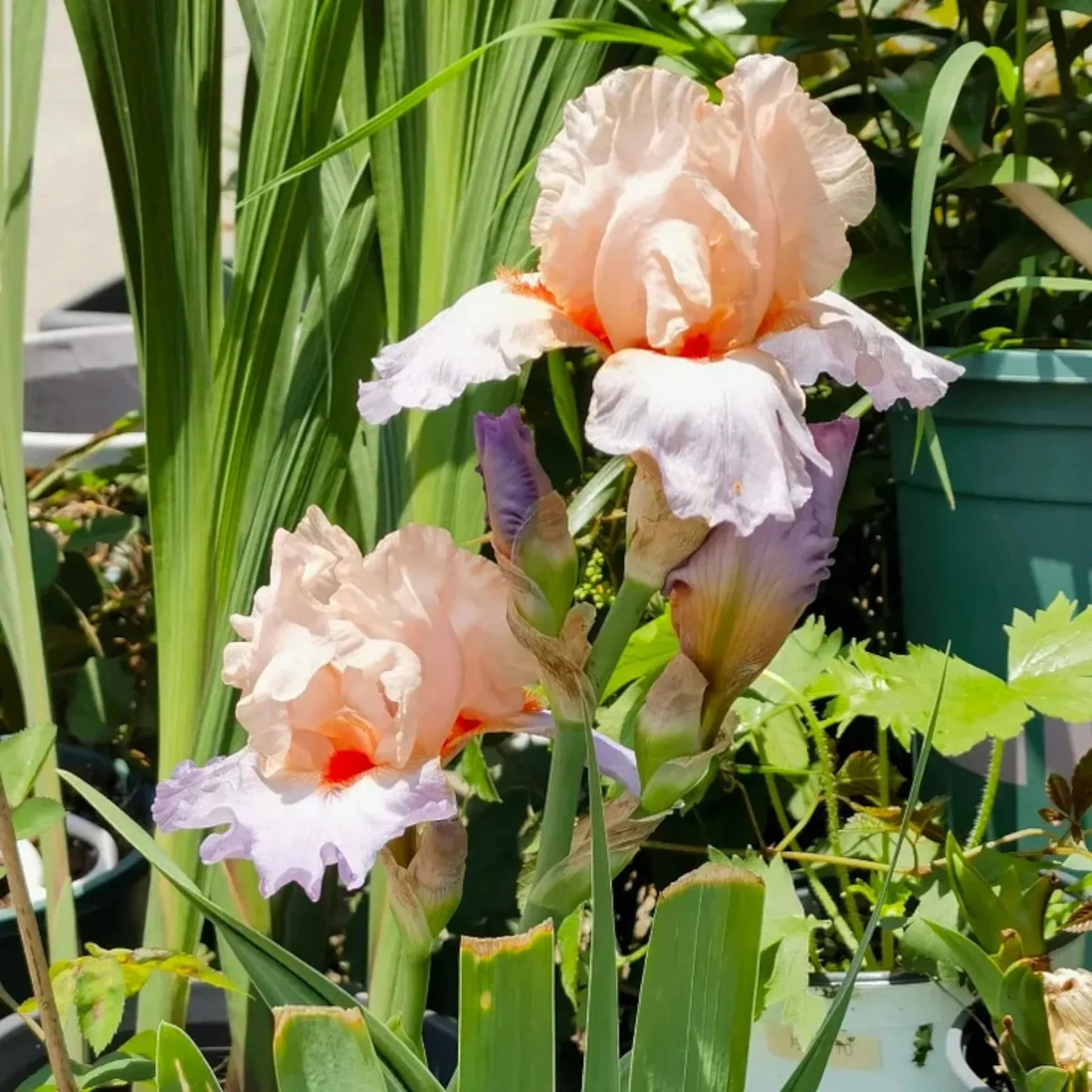 Pink White Germanica Flower Seeds for Planting - NON GMO Seeds