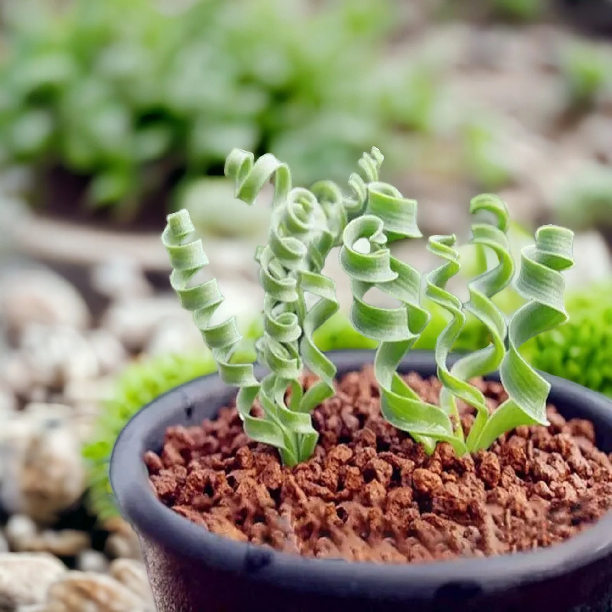 Spiralis Plant Seeds Heirloom Non GMO Planting - 100 pcs