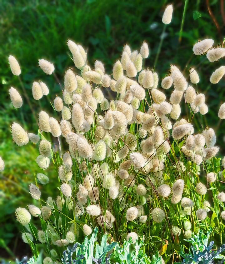 Heirloom Non-GMO Lagurus Ovatus Flower Seeds for Planting ? Bunny Tail Grass Ornamental Blooms