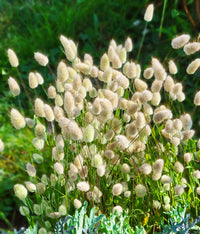 Heirloom Non-GMO Lagurus Ovatus Flower Seeds for Planting ? Bunny Tail Grass Ornamental Blooms