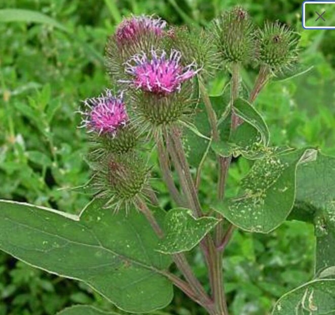 Pink Arctium Lappa Plant Seeds for Planting, NON GMO Seeds
