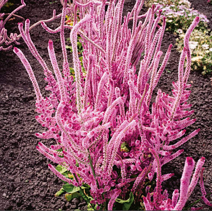 Heirloom Non-GMO Limonium Suworowii Flower Seeds – Ornamental Sea Lavender Flower Seeds